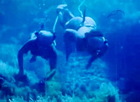 Japanese ama diver underwater 1963...